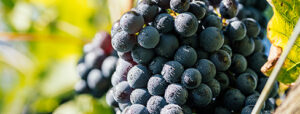 grape-seed
