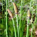 horse-tail-extract