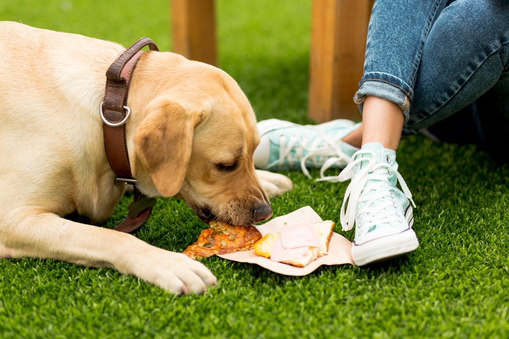 3 Toxic Foods for Dogs