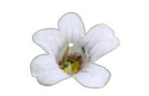 Bacopa Monnieri