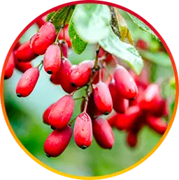 Berberine