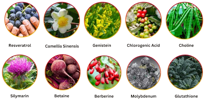 HepatoBurn Ingredients