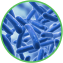 probiotics-circle