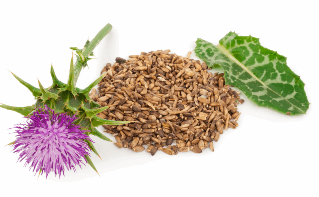 silymarin-treatment-for-liver