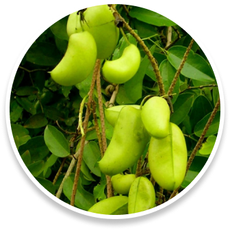 5-HTP