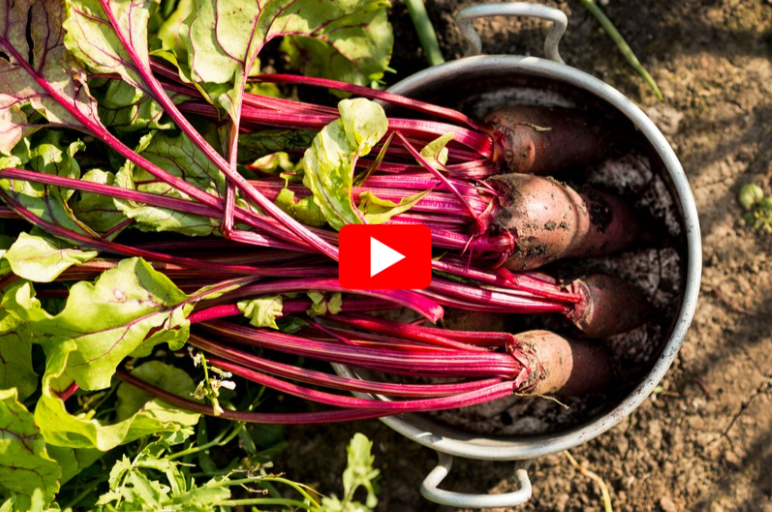 Does Beetroot Help Sexually video