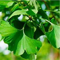 Ginkgo Biloba