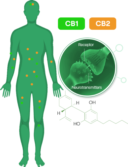 How HEMP Gummies Work