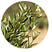 Pygeum Africanum