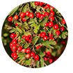 Selenium