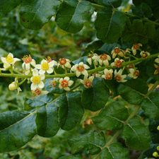 boswellia