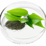 green tea leaf vertigenics