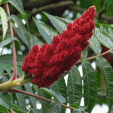 sumac